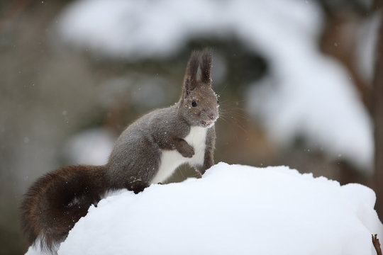 北海道の森に住む小動物 のストック写真 ロイヤリティフリーの画像 ベクター イラスト Adobe Stock