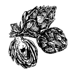 Picture three ripe artichoke, hand drawn, sketch isolate shading ink vector illustration