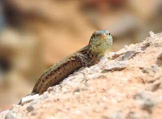 Wall lizard, selective focus.