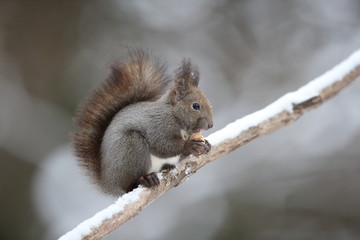 エゾリス,リス科リス属キタリス種の亜種