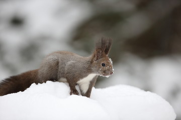 エゾリス,リス科リス属キタリス種の亜種