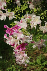 White pink blooming azaleas branch, Italy