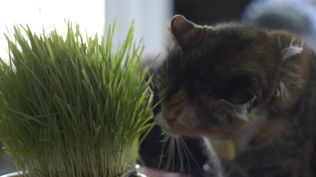 Indoor cat eating wheat grass.
