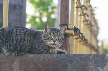 Obraz premium 猫