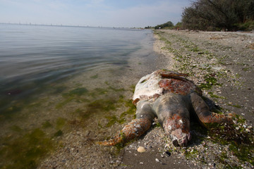 Obraz premium tartaruga di mare caretta caretta spiaggiata