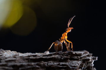 Formica rufa on a branch. Background black. Ant bright lights