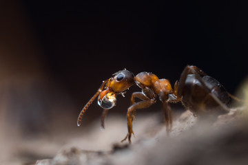 Ant with a drop. Formica rufa holding in his mouth a drop of water. black background 