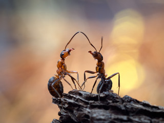 The meeting of two ants. Beautiful ants communicate