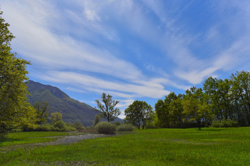 Fototapeta na wymiar Prato verde con alberi e cielo blu