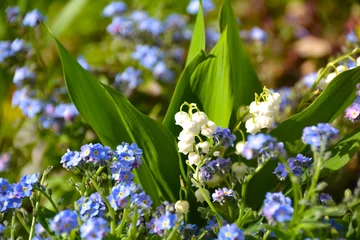 Cercles muraux Muguet Maiglöckchen und Vergissmeinnicht - Frühlingsblumen