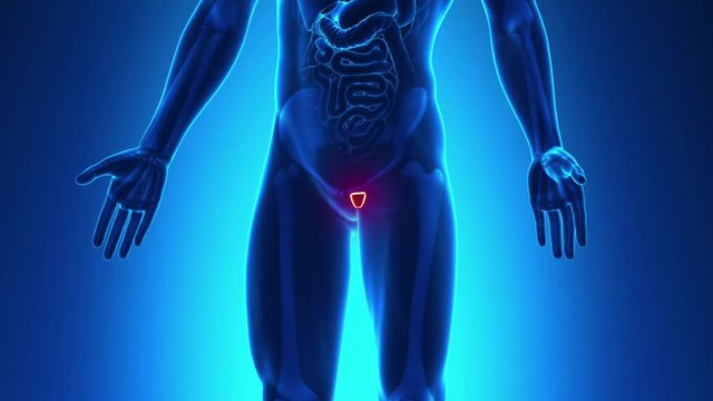 Prostate Male Anatomy -  X-ray scan