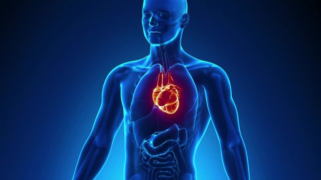 Heart Male Anatomy -  X-ray scan