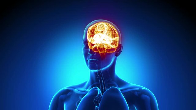 Brain Male Anatomy -  X-ray scan