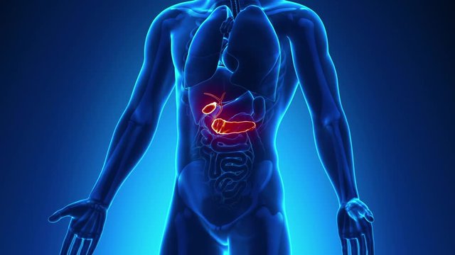 Pancreas Gallbladder Male Anatomy -  X-ray scan