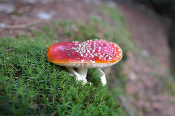 Amanita in the woods