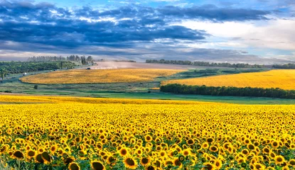Gordijnen Sunflower field in the evening. Picturesque skyline of ripe sunflowers. Mariupol region before war 2022 near sea of Azov, Ukraine © Artur