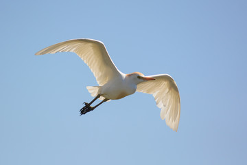 Airone guardabuoi (Bubulcus ibis) in volo