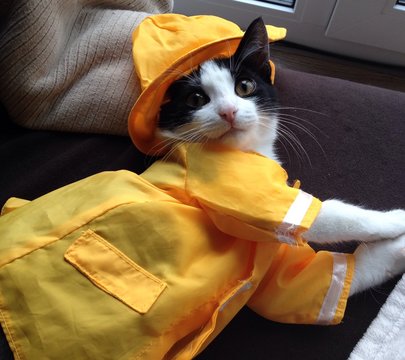 Katze in Regenkleidung
