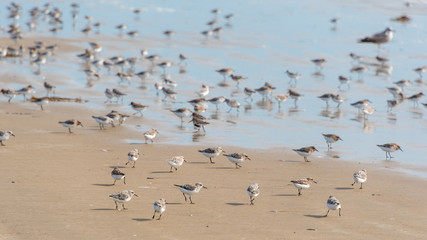 Sanderling along shoreline at Pismo Beach, California, USA