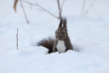 エゾリス,リス科リス属キタリス種の亜種