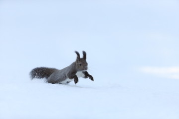 エゾリス,リス科リス属キタリス種の亜種