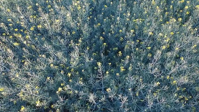 Vista dall'alto di campi di fiori gialli a primavera con cambio di luce imporvviso 
