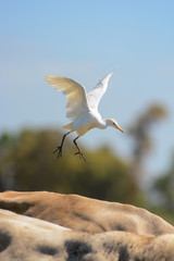 airone guardabuoi (Bubulcus ibis) sopra vacca