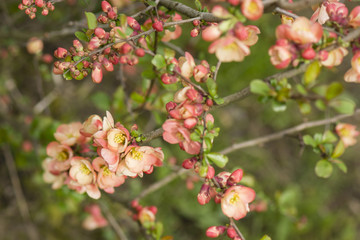 orange flowers quince bush