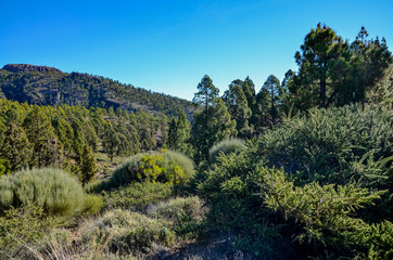 Canarian pines (pinus canariensis) and broom shrubs (Spartocytisus supranubius) in the Corona Forestal Nature Park on the southern slopes of Teide
Las Lajas, Vilaflor, Tenerife, Canary islands, Spain