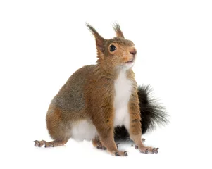 Foto op Plexiglas Euraziatische rode eekhoorn © cynoclub
