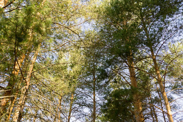 Fototapeta premium Pine Trees in the Morning