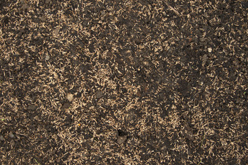 Seeds of newly sown grass on black soil, soon to be a green lawn