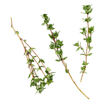 branches of thyme on a white background