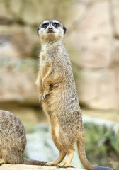 Suricate watching out. Close-up.