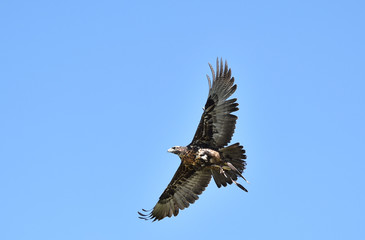 Steinadler im Flug