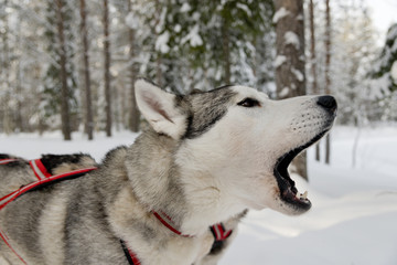 Dogs sledding with huskies in a beautiful wintry landscape, Swed