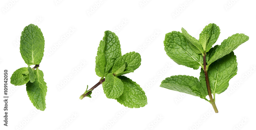 Poster mint twigs on a white surface