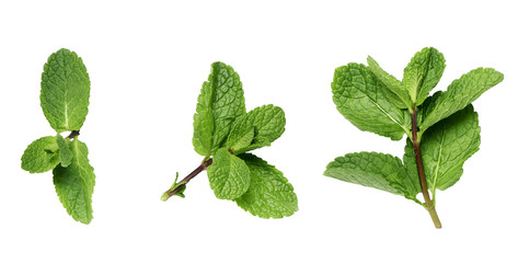 mint twigs on a white surface