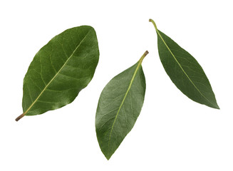 three leaves of laurel on a white background