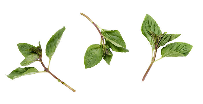 three peppermint branches on a white background
