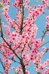 flowers trees