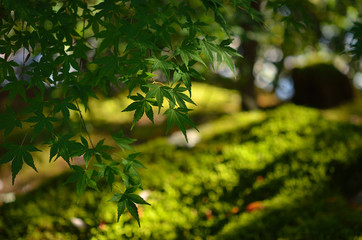 Japanese garden, leaf and moss. 