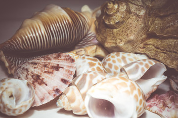 Seashell Background Macro Retro