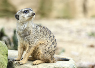 Suricate watching out. Close-up.