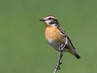 Common Stonechat on green unfocused background, Saxicola torquata
