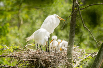 Great Egret Chicks