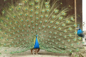 Obraz premium peacock with open tail suing a female
