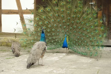 Crédence de cuisine en verre imprimé Paon peacock with open tail with two hens