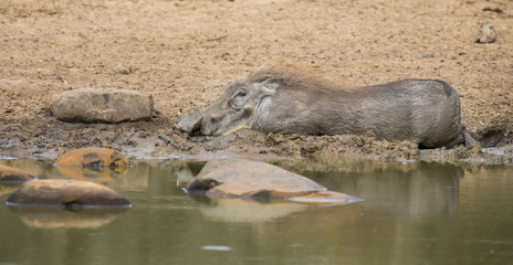 Naklejka na ściany i meble Lone warthog playing in mud to cool off