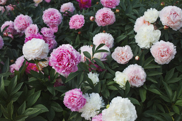 Large Bush of peonies in the garden, growing flowers
